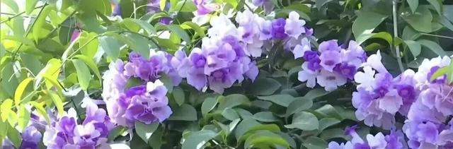 南宁秋日赏花攻略，带你一键解锁这份限定版的秋花图鉴！