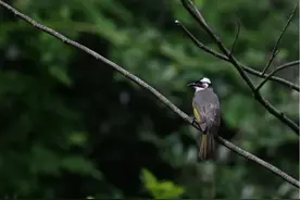 生物多样性｜杨浦生物知多少之鸟类篇图片