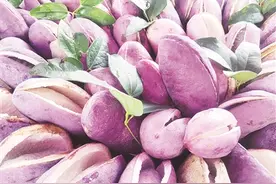 龙陵碧寨： 八月瓜变身“致富果”图片