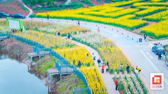 大安区伍家村“流金”记：4500亩花海“开”出400万！