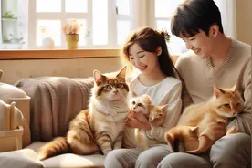 中国宠物数量首次超过4岁以下婴幼儿总量，双11高价猫砂也畅销图片