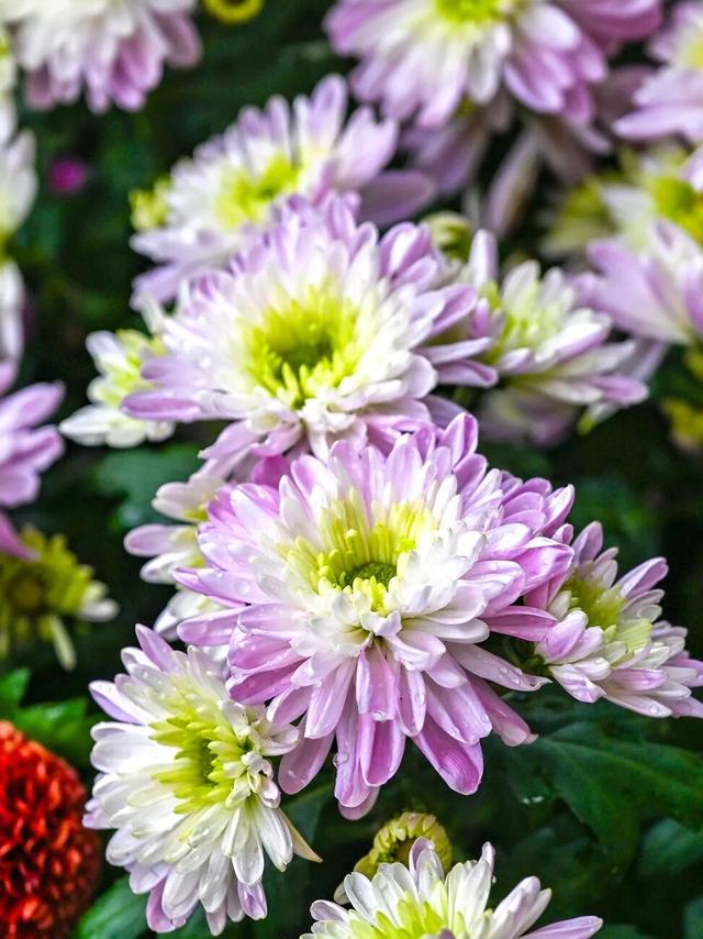 除了看菊花展，福州西湖公园还能怎么逛？