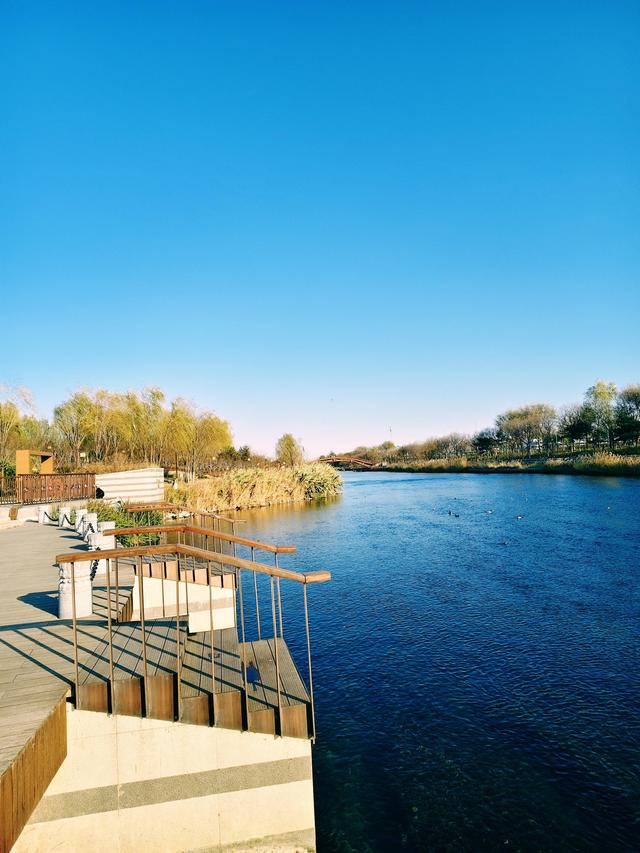 清河之洲好似江南水乡：冬阳芦苇碎碎金，野鸭浮波阵阵漪