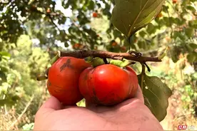 秋天的柿子是甜蜜的味道，是乡愁的寄托图片