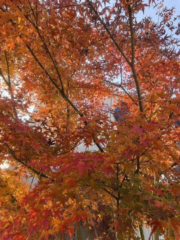 武汉各大公园“霜叶红于二月花”，市民赏枫要趁早