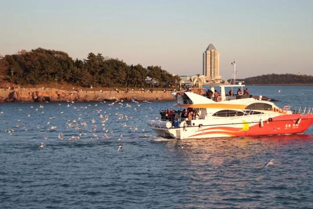 青岛“鸥”耶！在奥帆“追鸥逐浪”，背景板是城市天际线！