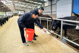 黑毛驴养殖保险，护航特色驴产业发展图片