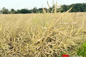 成都天府绿道小麦菜籽成熟了还没收割？管理方：有农耕人员专门负责 4月底陆续收割图片