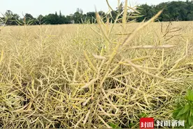 成都天府绿道小麦菜籽成熟了还没收割？管理方：有农耕人员专门负责 4月底陆续收割图片