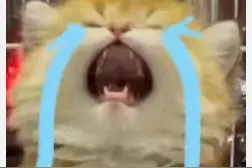 比老乡鸡还牛的鸡被我找到了！！！！图片