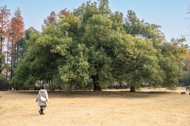 东湖「巨物」图鉴，打卡XXXXL号视觉震撼！