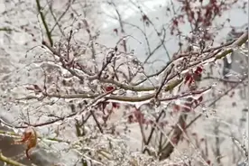 果然视频 | 崂山九水出现“雨凇”景观，满树晶挂玲珑剔透图片