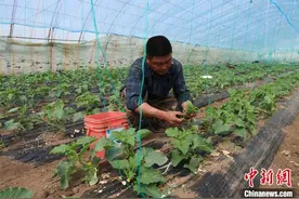 （乡村行·看振兴）内蒙古东部农业大县：畅通乡村路 兴于阡陌间图片