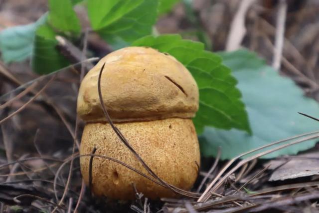 暑假带娃徒步+露营！昆明必去的6个高山草原，凉爽舒心，星空野餐两不误！