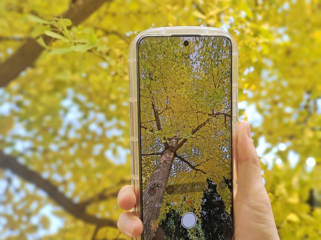 郑州“满城彩”的秋色，即将被“雨打风吹去”