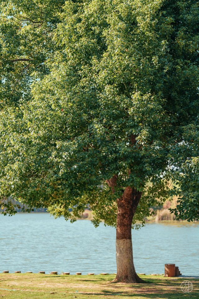 人少景美不绕路，东湖秋日彩蛋上新