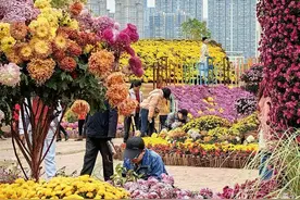 武汉沙湖公园菊展持续火热图片