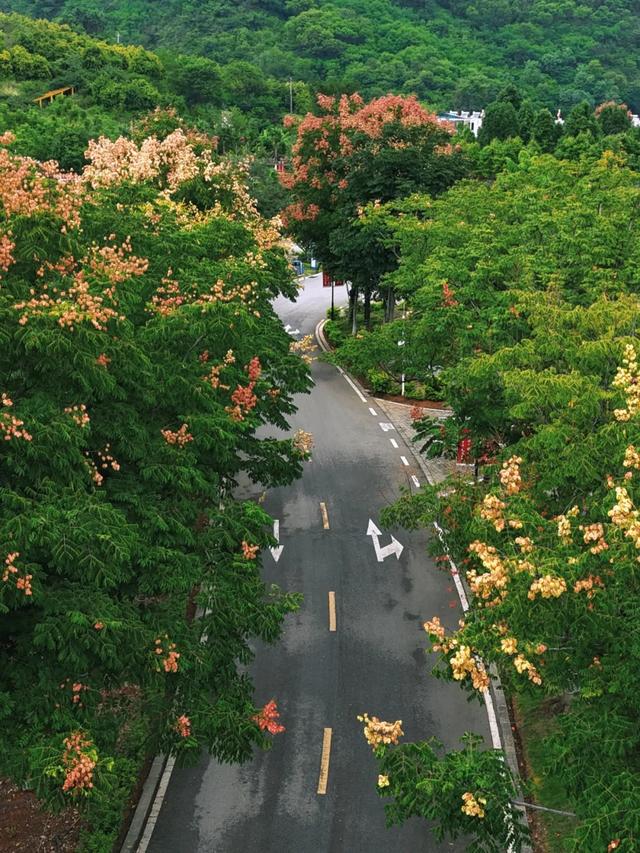 秋日画卷 | 去宁南 赴一场温泉与栾树的秋日之约