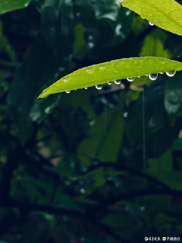 双节拍 | 雨中逛一逛，济南四大泉群之一——珍珠泉