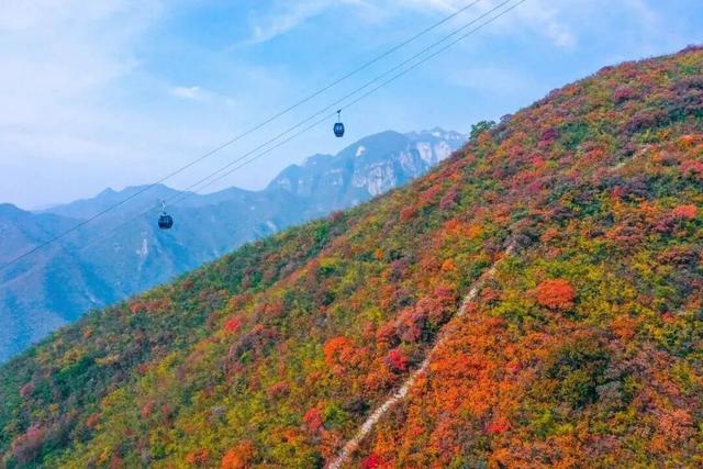 何处红叶醉人眼？何物最暖游子心？