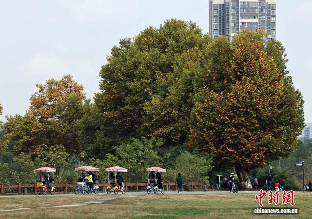 成都青龙湖湿地公园秋色美景迎客来