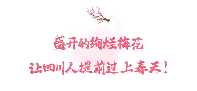 盛花期！这波“梅”景太出片，是谁拍到了啦