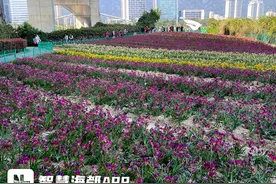 4.2万株！福州这里花海盛开，市民呼吁：文明赏花！图片