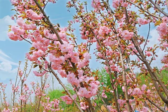六安春季赏花地图发布！
