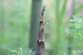 雨后春笋出  喜迎丰收时图片