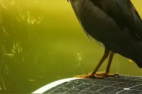 小鸟受伤怎么救？不妨学一点鸟类救助常识图片