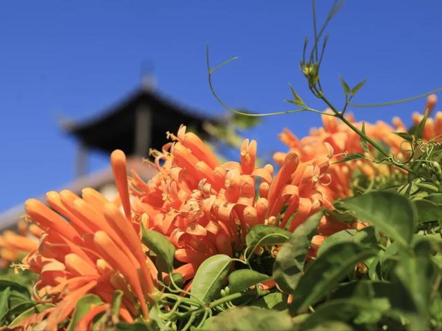 解锁冬日浪漫！来岩前星湖畔，一起走“花路”吧！