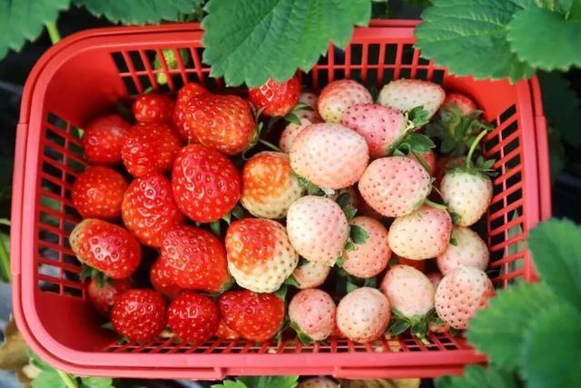 美食、采摘、露营……城区10分钟直达，泸州网红打卡地+1