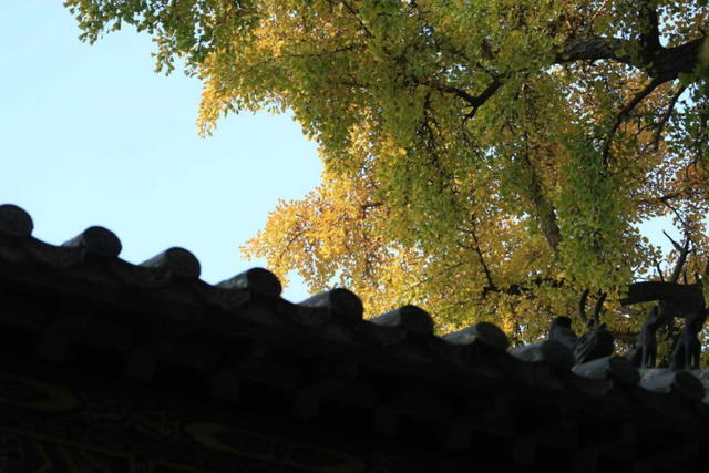 浮来山银杏树，即将迎来最佳观赏期！就自周末起！