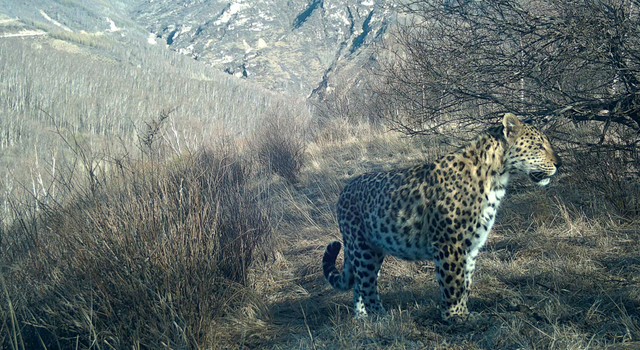 消失30年，距北京仅160公里	，“中国豹”回来了