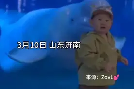 小朋友快乐地和白鲸互动，下一秒被调皮的白鲸一张嘴吓哭，网友：白鲸一直在等小朋友回头图片