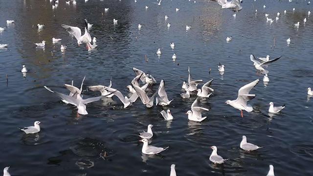 “白色精灵”如期而至！昆明大观公园上演冬日灵动乐章