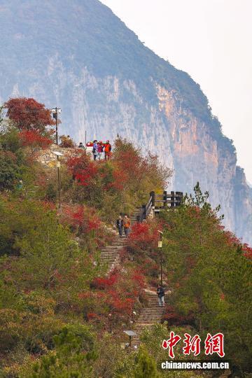 重庆巫山120万亩红叶渐红 长江巫峡两岸层林尽染美如画