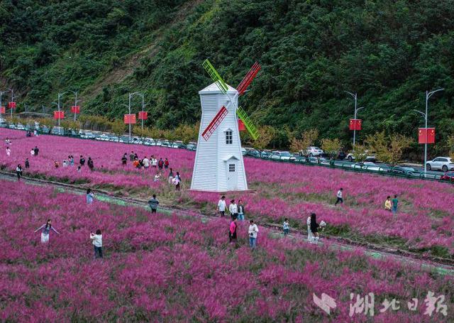 竹山县上庸镇粉黛乱子草丛成热门打卡地