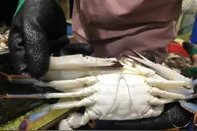 梭子蟹价格跳水，老吃客却只挑这种买→图片