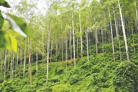 “世界工厂”东莞缘何“森林公园”密布图片