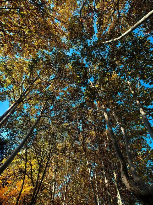 石家庄这里有条绝美梧桐大道