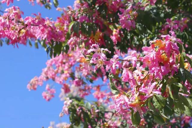 南宁秋日赏花攻略，带你一键解锁这份限定版的秋花图鉴！