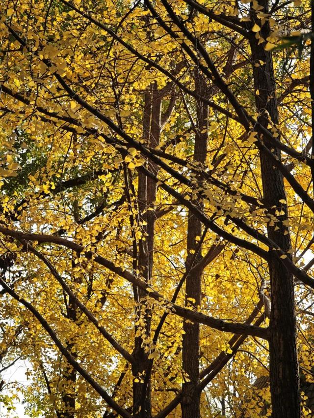 遇见丨开福上新色：捕捉开福黄调时刻