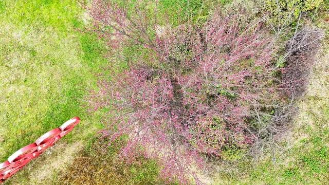 春天提前送达的问候