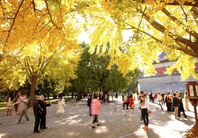 秋色浸染，天坛银杏大道换上“金衣”