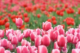 广西南宁：郁金香花海绚丽斑斓图片