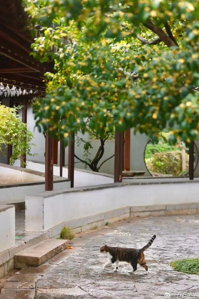 秦淮花事 | 秋日限定！在秦淮，与一场桂花雨不期而遇→