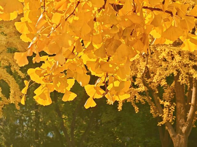 北京秋色如童话世界画卷徐徐展开