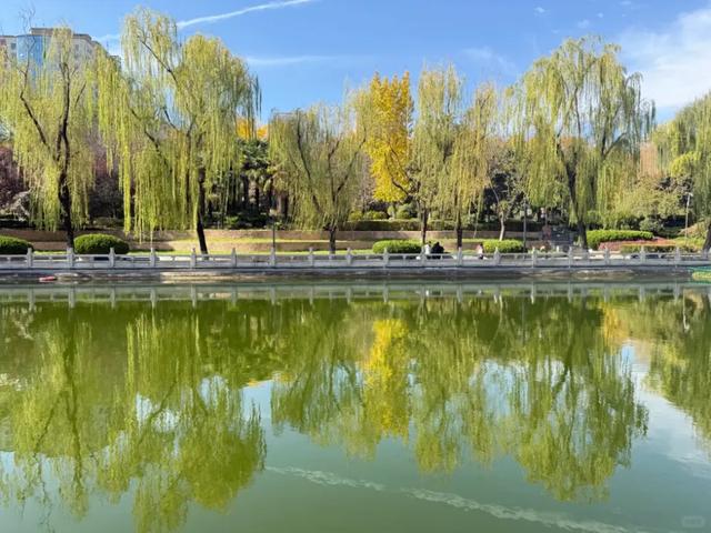 大白鹭现身!寒潮来临前,到环城公园赴一场暖冬之约~