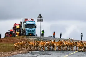 走！青藏线丨青藏公路上的生命礼赞图片